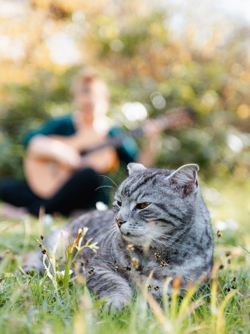 Silke Friedmann Musik Coverbild Musikschule Katze im Vordergrund